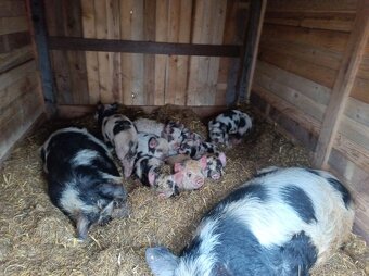 Selata kune kune - 2