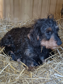 Drsnosrstý jezevčík - 2