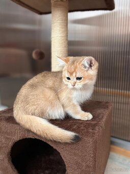 Zlata cincila, britsky kluk s PP-BRI ny11, k odbery hned - 2