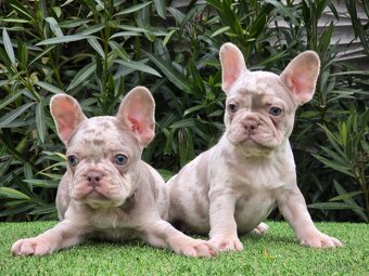 Francouzský buldoček - 2
