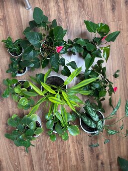 Rostliny pokojové pepřinec banán anturie aglaonema - 2