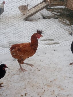 Kohout sandschak - 2