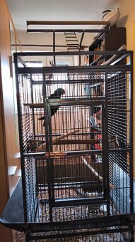 Papoušek Eklektus, ručně dokrmený - 2