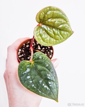 Anthurium Luxurians raritka - 2