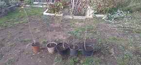 Ibišky na kmínku 70 - 110 cm vysoký - 2