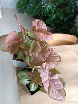 Syngonium Neon Robusta Pink - 2