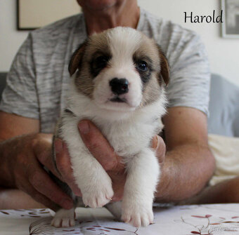 Welsh corgi cardigan - 2