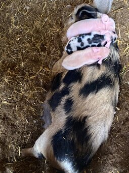 Kune Kune - 2