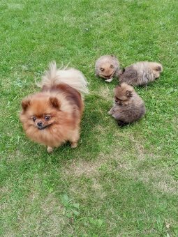 Pomeranian / Německý špic trpasličí s PP - 2
