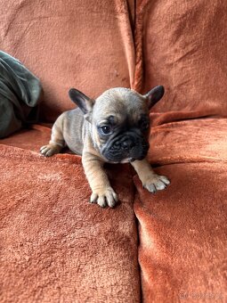 Francouzský buldoček - štěnata - 2