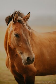 Charakterni valášek Hucul - 2