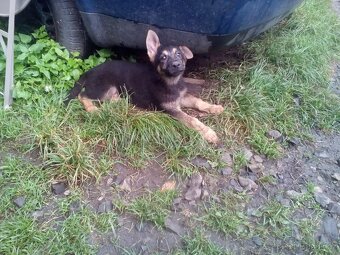 Německý ovčák  štěňata - 2