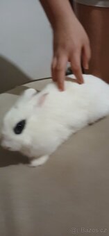 Zakrsly králík - 2