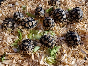 Suchozemská želva pardálí (Stigmochelys pardalis) - 2