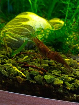 Kreveta čokoládová-Macrobrachium dayanum - 2