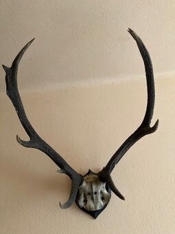 Jelení paroží - 2