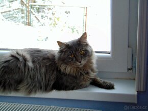 Norska lesní/sibiřská koťata - 2