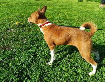 Basenji - 2