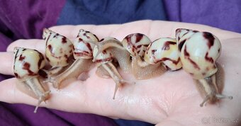 Limicolaria Agathina Nigeria - africký šnek - 2