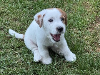 Jack Russell teriér s PP - 2
