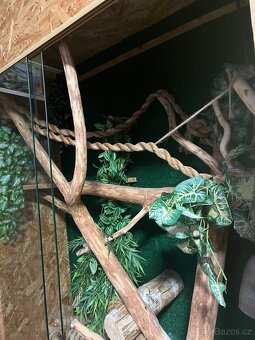 Terarium - 2