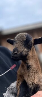 Kamerunský beránek - 2