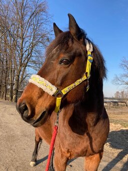 Valach na rekreaci slovensky športový pony 150vkh - 2