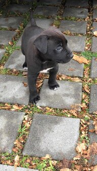 Stafordšírský bulteriér - 2