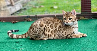 Bengálská kočka s PP - 2