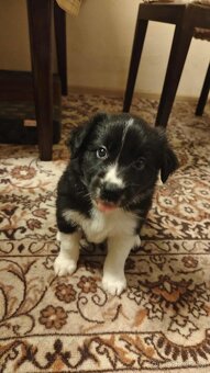 Border kolie s PP: - 2