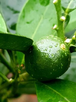 Pomerančovník, Hamlin, citrusy, stromky, S PLODY - 2