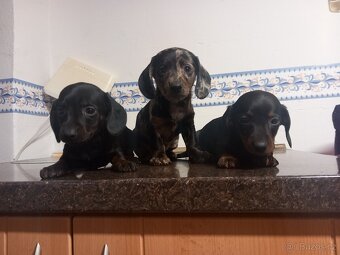 Jezevčík trpasličí - 2