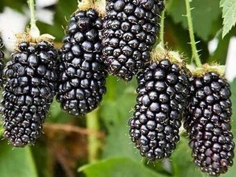 PRODÁM VELKOPLODÉ BEZTRNÉ OSTRUŽINY ČAČANSKÁ - 2