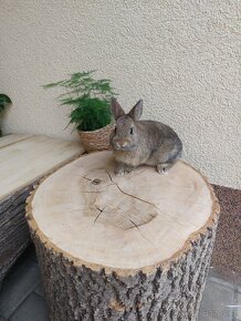Zakrslý králík - hladkosrstá samička - 2