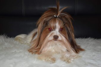 Biro yorkshire terrier ke krytí - 2