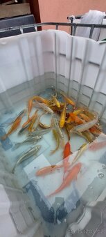 Koi kapr - 2