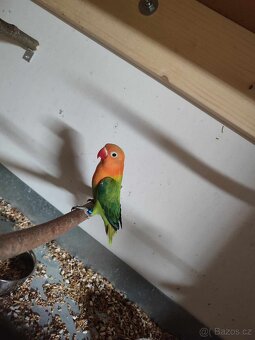 Agapornis a Andulky TCB - 2
