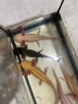 Axolotl - 2
