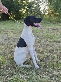 Pointer - 2