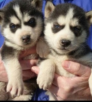 Sibírsky husky ❤️❤️ šteniatka ❤️❤️❤️ - 2