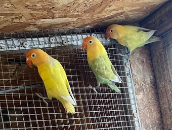 Prodám Agapornis Fischeri - 2