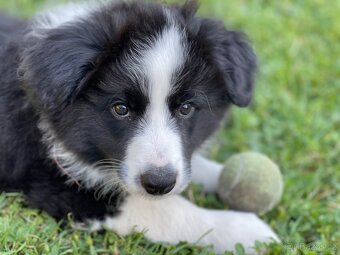 Border colie - 2