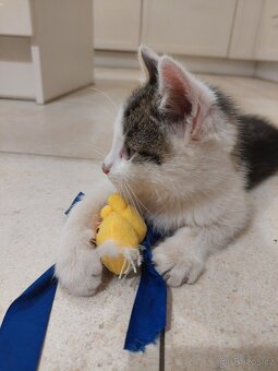 Darujeme kocourka - 2