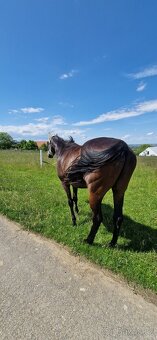 Pronájem koně na rekreaci - 2