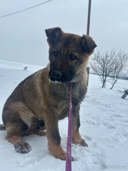 Německý ovčák - 2