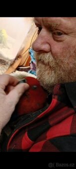 Papoušek eklektus - 2