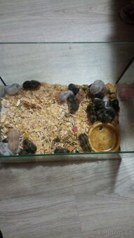 Dzungarsky křeček - 2