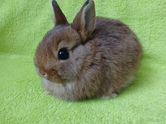 Zakrslý králíček - 2