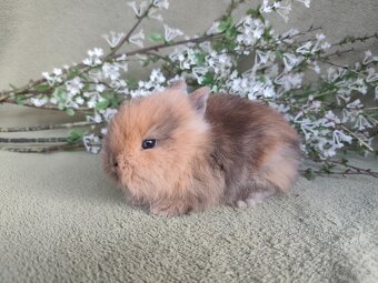 Nádherný Teddy sameček s VP - 2