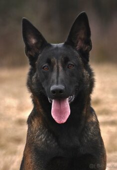 Belgický ovčák malinois - 2